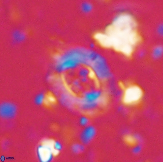 Campylosphaera eodela 42978