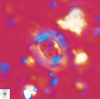 Campylosphaera eodela 42978