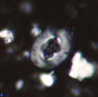 Campylosphaera eodela 42979