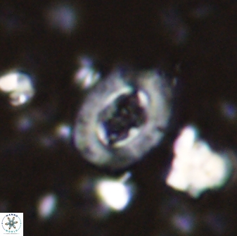 Campylosphaera eodela 42979