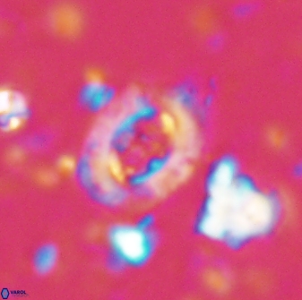 Campylosphaera eodela 42980