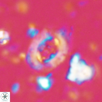 Campylosphaera eodela 42980