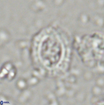 Campylosphaera eodela 42982