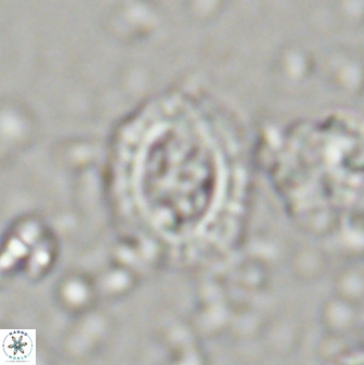 Campylosphaera eodela 42982