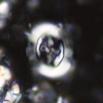 Campylosphaera eodela 42992