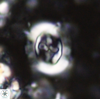 Campylosphaera eodela 42992