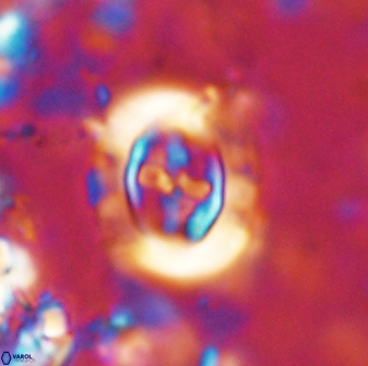 Campylosphaera eodela 42993