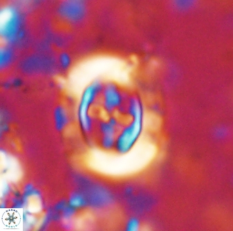 Campylosphaera eodela 42993