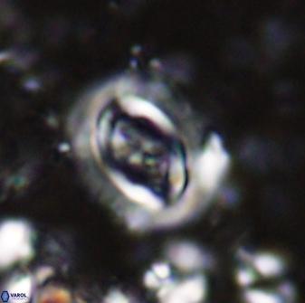 Campylosphaera eodela 42994