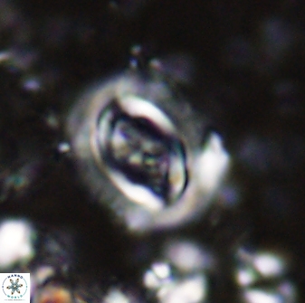Campylosphaera eodela 42994
