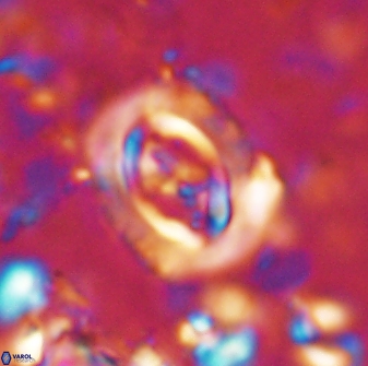 Campylosphaera eodela 42995