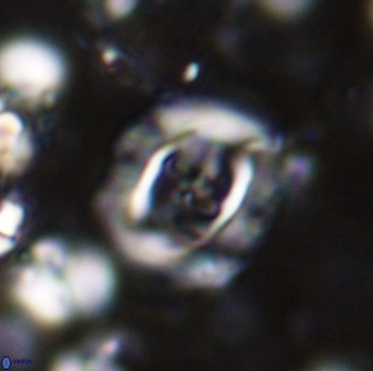 Campylosphaera eodela 42996