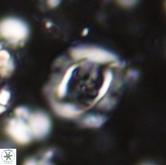 Campylosphaera eodela 42996