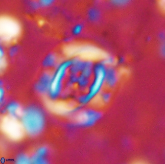 Campylosphaera eodela 42997