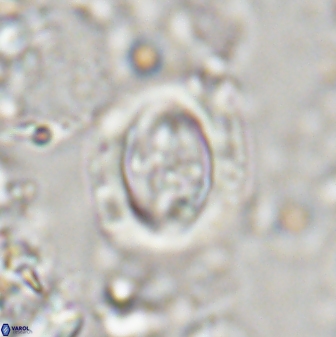 Campylosphaera eodela 43000