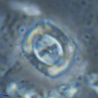 Campylosphaera eodela 43002