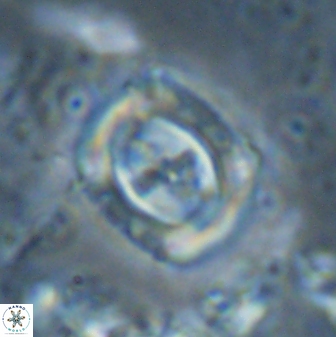 Campylosphaera eodela 43002
