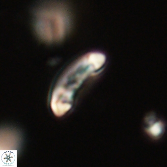 Campylosphaera eodela 68523