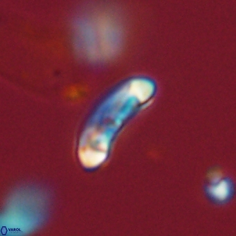 Campylosphaera eodela 68524