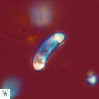 Campylosphaera eodela 68524