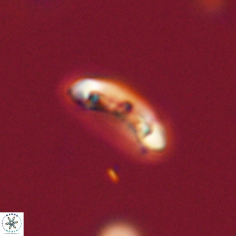 Campylosphaera eodela 68528
