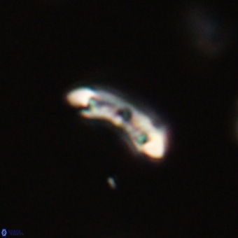 Campylosphaera eodela 68529