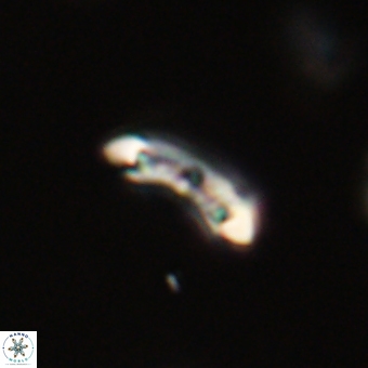 Campylosphaera eodela 68529