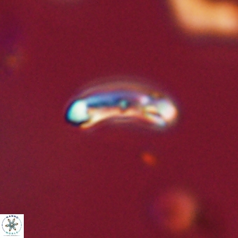 Campylosphaera eodela 68534