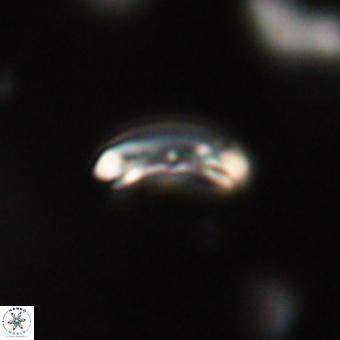 Campylosphaera eodela 68535