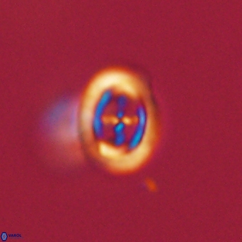 Campylosphaera eodela 68538