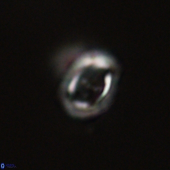 Campylosphaera eodela 68540