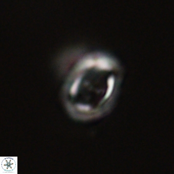 Campylosphaera eodela 68540