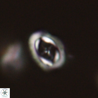 Campylosphaera eodela 68542