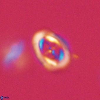 Campylosphaera eodela 68543