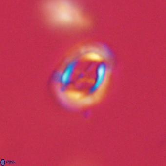 Campylosphaera eodela 68545