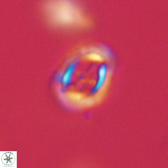 Campylosphaera eodela 68545