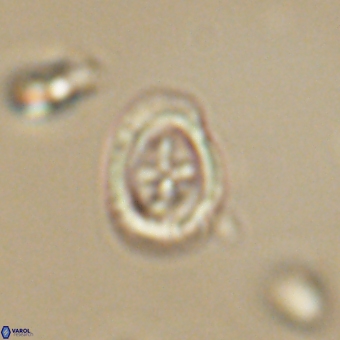 Campylosphaera eodela 68546