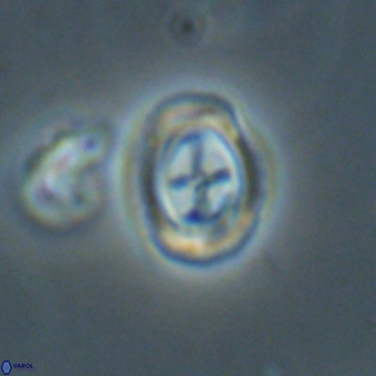 Campylosphaera eodela 68550