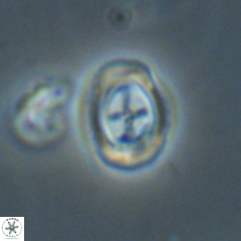 Campylosphaera eodela 68550