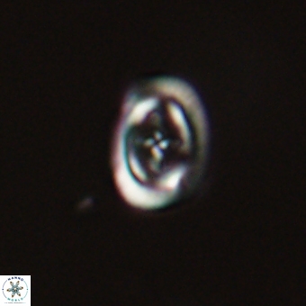 Campylosphaera eodela 68555