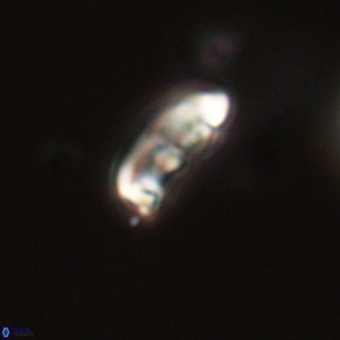 Campylosphaera eodela 68387