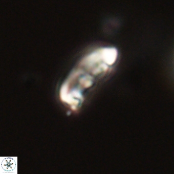 Campylosphaera eodela 68387