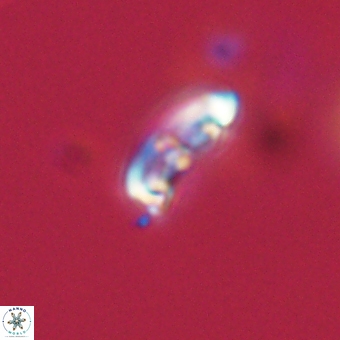 Campylosphaera eodela 68388