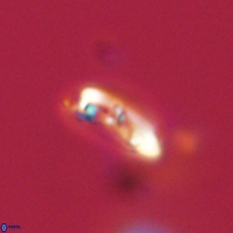 Campylosphaera eodela 68392