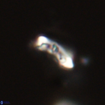 Campylosphaera eodela 68393