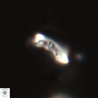 Campylosphaera eodela 68393