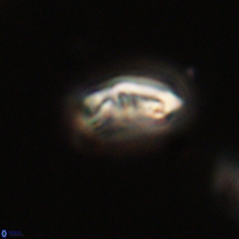 Campylosphaera eodela 68394