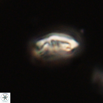 Campylosphaera eodela 68394