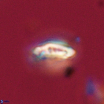 Campylosphaera eodela 68395