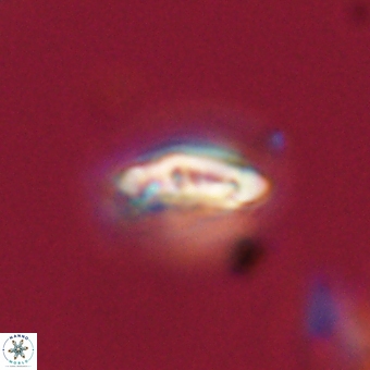 Campylosphaera eodela 68395